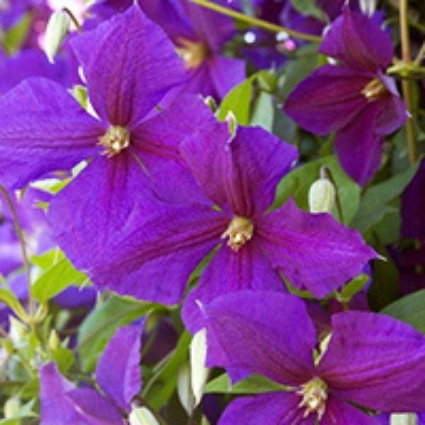 Nature Hills Nursery Jackman Clematis - Thumbnail 4