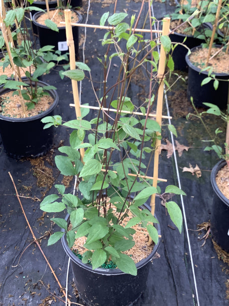 Clematis ‘Jackmanii’ vine in a 1‑gallon nursery container, trained on bamboo stakes and displaying vigorous green foliage amid orderly rows of potted clematis in a greenhouse setting.