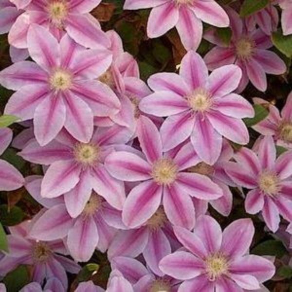 Close-up of purple, pink clematis flowers on Nelly Moser Clematis.