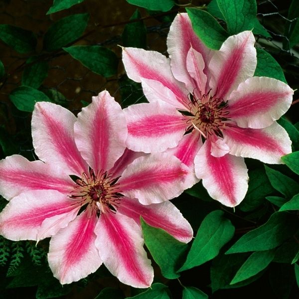 Nelly Moser Clematis (Clematis 'Nelly Moser'), a perennial featuring purple, pink flowers and deciduous.