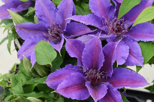 Clematis Paulie (Clematis 'Paulie'), a perennial featuring climbing, dense form.