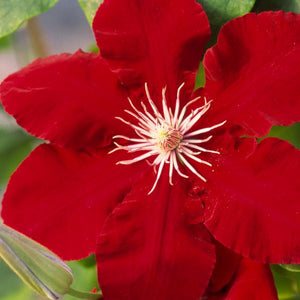 Close-up of red clematis flowers on Rebecca™ Clematis.