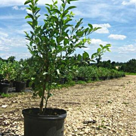 Climax Blueberry Bush