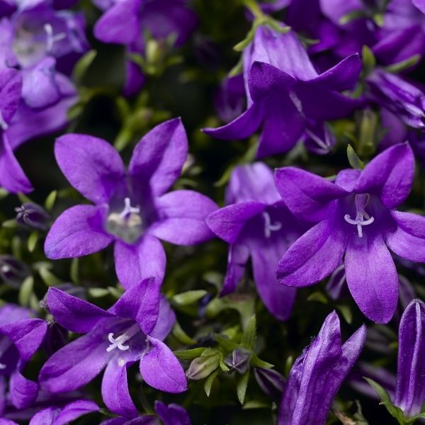 Add Bellflowers to Your Garden Today | Nature Hills Nursery