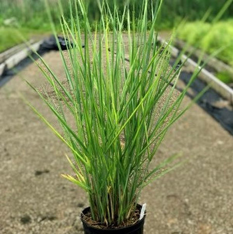 Cloud Nine Switch Grass - Nature Hills Nursery - #2 Container - 