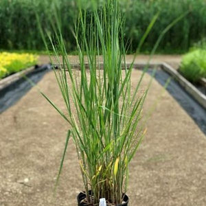 Cloud Nine Switch Grass - Nature Hills Nursery - #2 Container - 