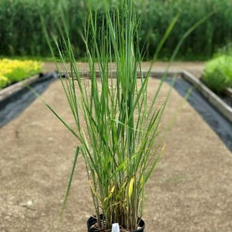 Cloud Nine Switch Grass - Nature Hills Nursery - #2 Container - 