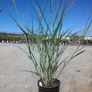 Cloud Nine Switch Grass - Nature Hills Nursery - #2 Container - 