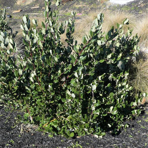 Coast Silktassel - Nature Hills Nursery - #1 Container - 