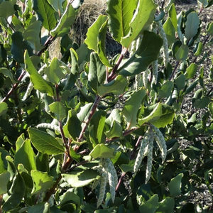 Coast Silktassel - Nature Hills Nursery - #1 Container - 