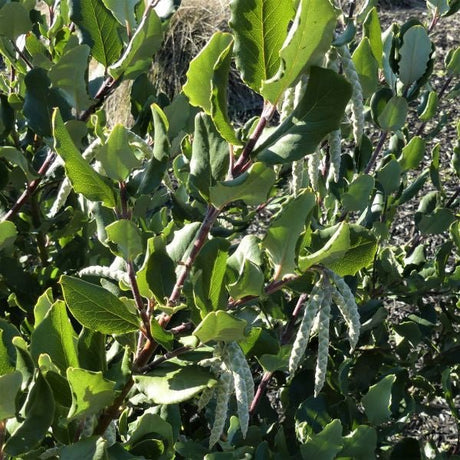 Coast Silktassel - Nature Hills Nursery - #1 Container - 