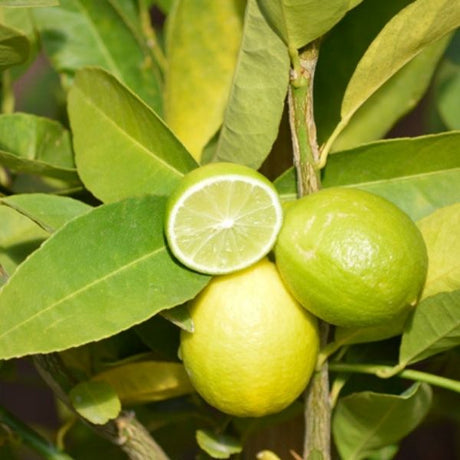 Cocktail Tree - Nature Hills Nursery - #1 Container - 