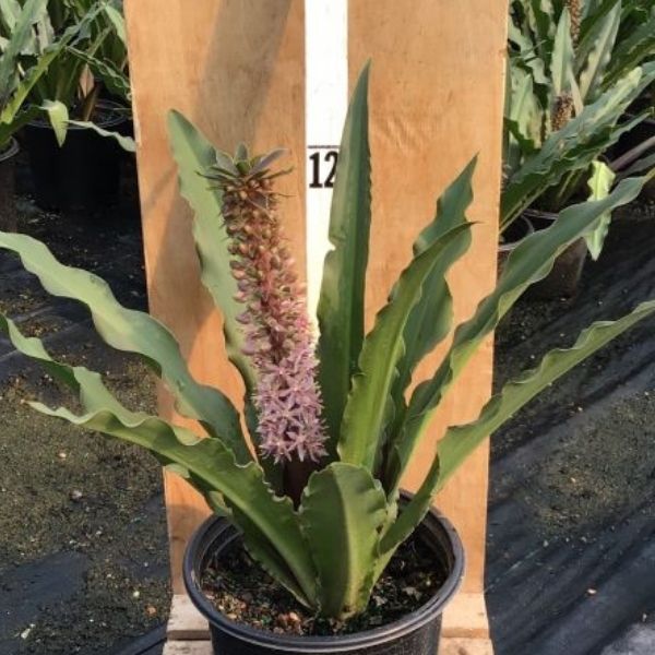 Coco Pineapple Lily - Nature Hills Nursery - #1 Container - 