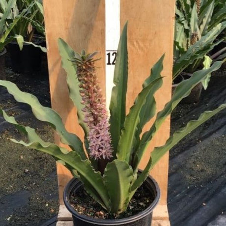 Coco Pineapple Lily - Nature Hills Nursery - #1 Container - 