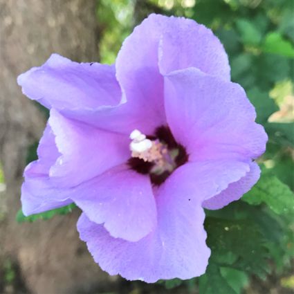 Coelestis Rose of Sharon - Nature Hills Nursery - #1 Container - 