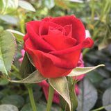 Coffee Bean&trade; Miniature Rose - Nature Hills Nursery - #2 Container - 