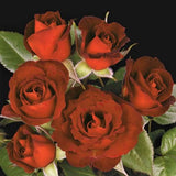 Coffee Bean&trade; Miniature Rose - Nature Hills Nursery - #2 Container - 