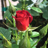 Coffee Bean&trade; Miniature Rose - Nature Hills Nursery - #2 Container - 