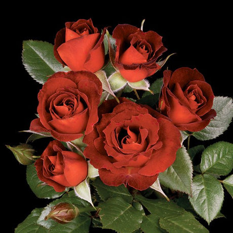 Coffee Bean&trade; Miniature Rose Tree - Nature Hills Nursery - #3 Container Tree Form - 