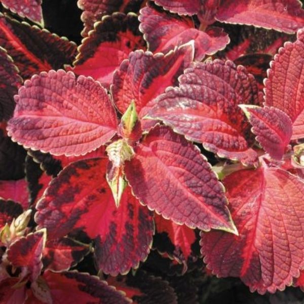 Coleus Kingswood Torch
