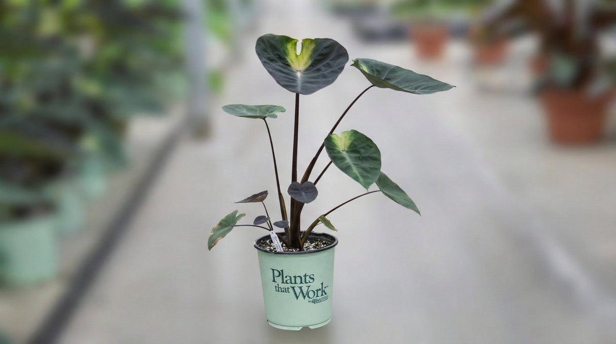 A healthy Tropical Storm Elephant Ear plant (Colocasia esculenta 'Tropical Storm') showing its dark purple, almost black leaves with a central creamy-yellow burst.