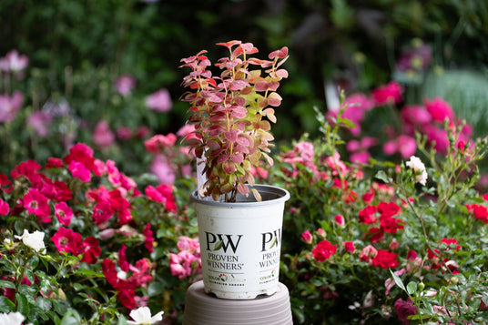 Proven Winners Color Choice flowering shrub in a white nursery pot surrounded by red and pink roses in a garden.