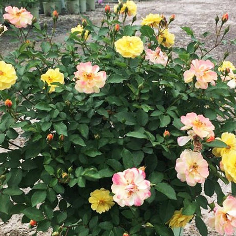 Color Cocktail™ Shrub Rose (Rosa x 'Meilowmye'), a shrub featuring pink, yellow, white, mixed flowers and deciduous.