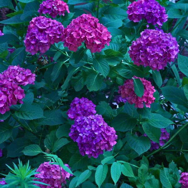 Color Fantasy® Hydrangea - Bush - Nature Hills Nursery - 1 Container - 