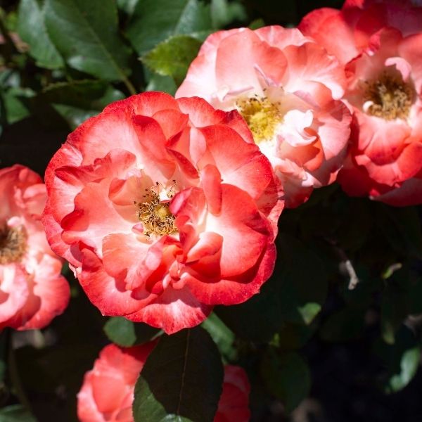 Color Splash Rose - Nature Hills Nursery - #3 Container - 