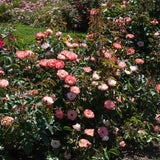 Color Splash Rose - Nature Hills Nursery - #3 Container - 
