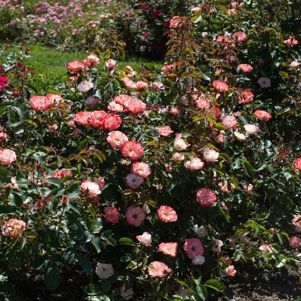 Close-up of pink, orange rosa flowers on Color Splash Rose.