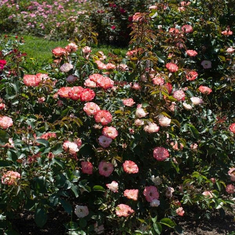 Close-up of pink, orange rosa flowers on Color Splash Rose.