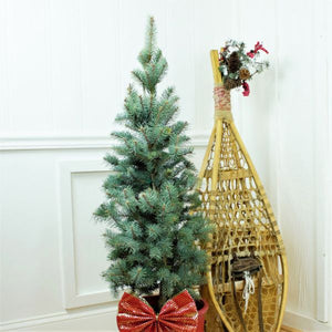 Colorado Spruce Holiday Tree - Nature Hills Nursery - #2 Container - 