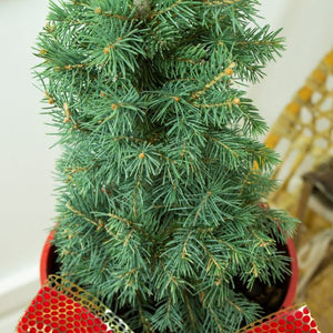 Colorado Spruce Holiday Tree - Nature Hills Nursery - #2 Container - 