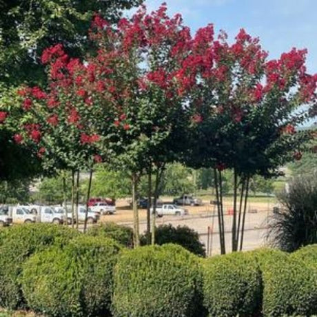 Colorama™ Scarlet Crape Myrtle - Nature Hills Nursery - #5 Container 4 - 5 Feet - 
