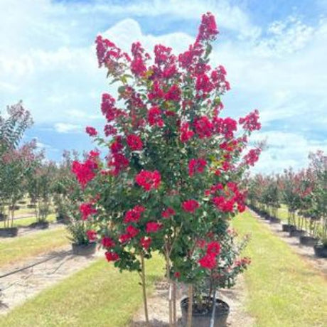 Colorama™ Scarlet Crape Myrtle - Nature Hills Nursery - #5 Container 4 - 5 Feet - 