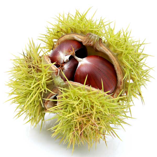 Colossal Chestnut Tree - Nature Hills Nursery - #3 Container - 