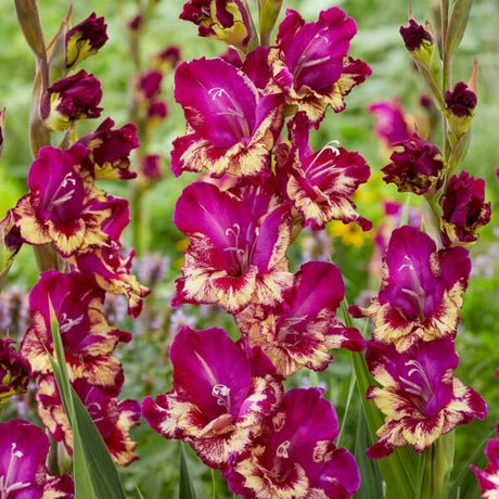 Colour Club Gladiolus - Nature Hills Nursery - 12 Pack Bulbs - 