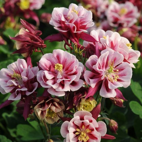 Winky Double Red & White Columbine (Aquilegia 'Double Red & White'), a perennial featuring red, white flowers and perennial.