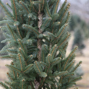 Columnar Norway Spruce Tree - Nature Hills Nursery - #15 Container 5 - 6 Feet - 