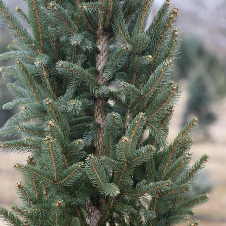 Columnar Norway Spruce Tree - Nature Hills Nursery - #15 Container 5 - 6 Feet - 