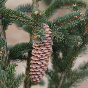 Columnar Norway Spruce Tree - Nature Hills Nursery - #15 Container 5 - 6 Feet - 