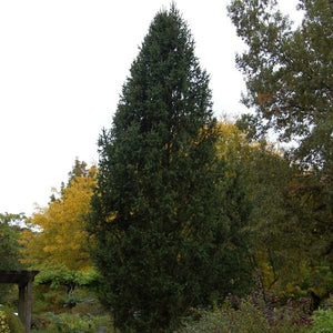 Columnar Norway Spruce Tree - Nature Hills Nursery - #15 Container 5 - 6 Feet - 