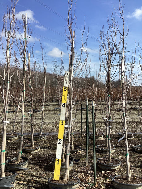 Dormant bare-root columnar tulip trees in black nursery containers with measuring stake showing 6-foot height during winter propagation.