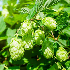 Comet Hops Vine (Humulus lupulus 'Comet'), a perennial featuring deciduous and climbing form.