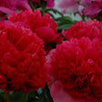 Command Performance Peony - Nature Hills Nursery - Bare Root Peony - 
