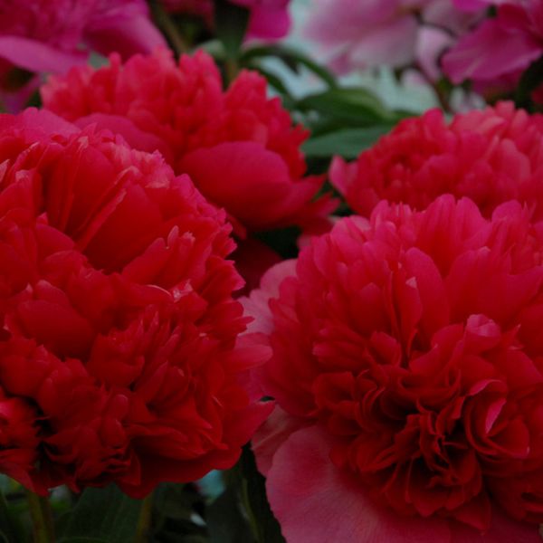 Command Performance Peony - Nature Hills Nursery - Bare Root Peony - 