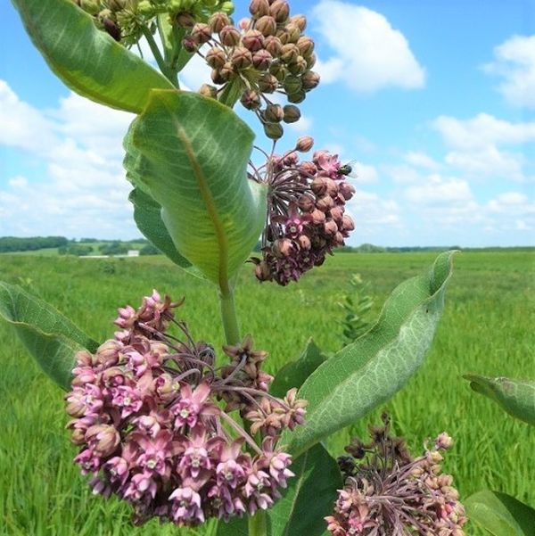 Common Milkweed - Nature Hills Nursery - #1 Container - 