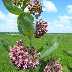 Close-up of purple, pink, white ascelpias flowers on Common Milkweed blooming in early summer to late summer.