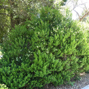Common Myrtle - Nature Hills Nursery - #1 Container - 